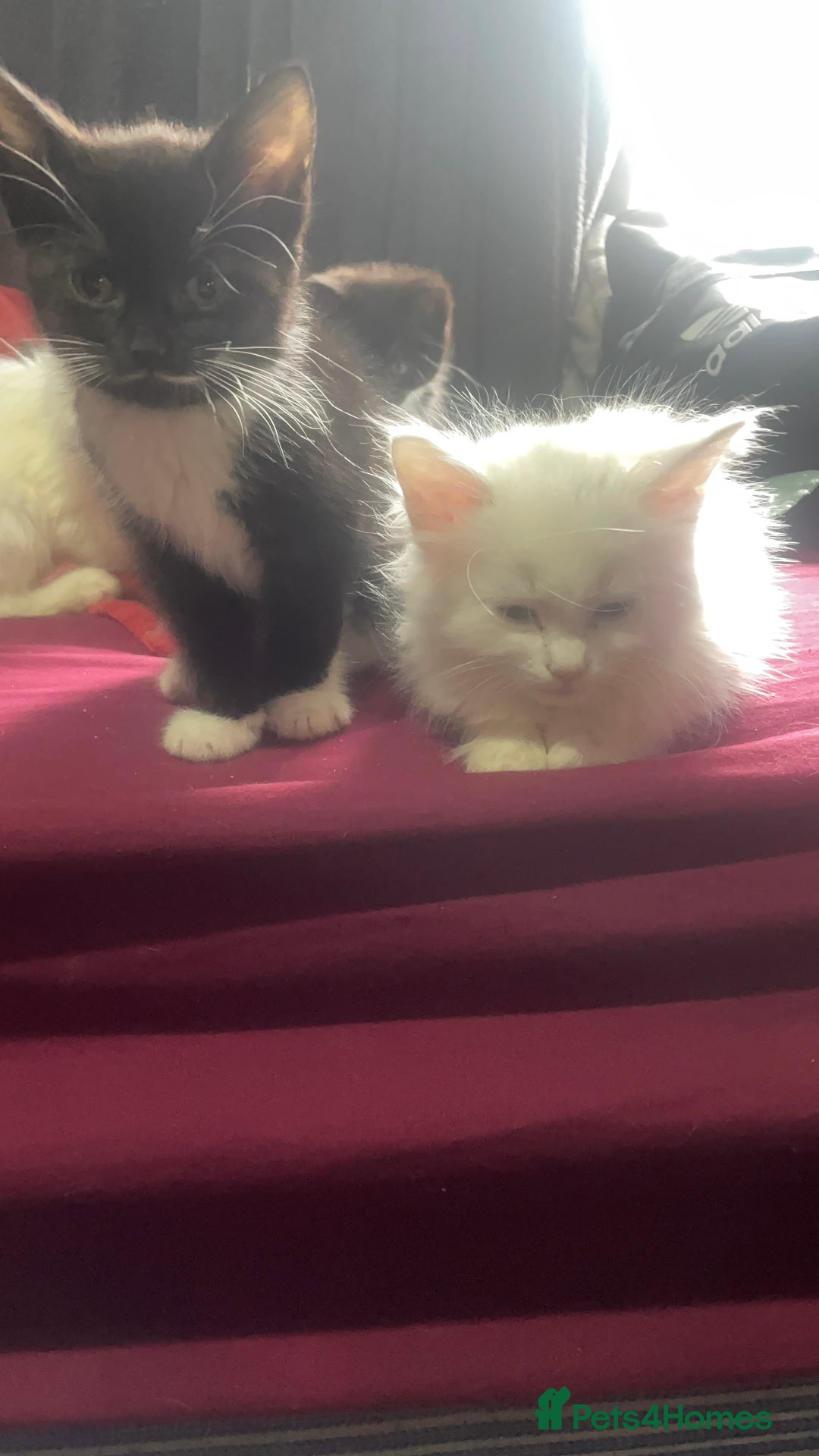 Turkish Angora cats for sale: Cute playful Turkish angora  - Image 3
