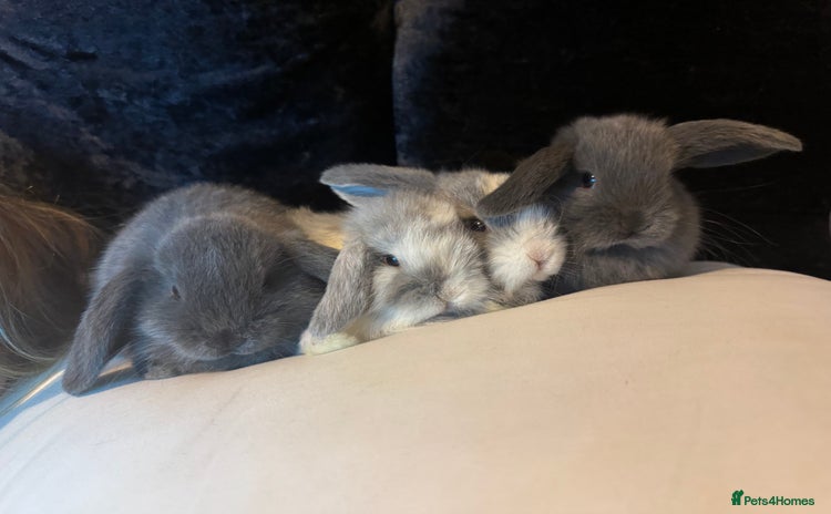 Mini Lop rabbits for sale - Advert 1