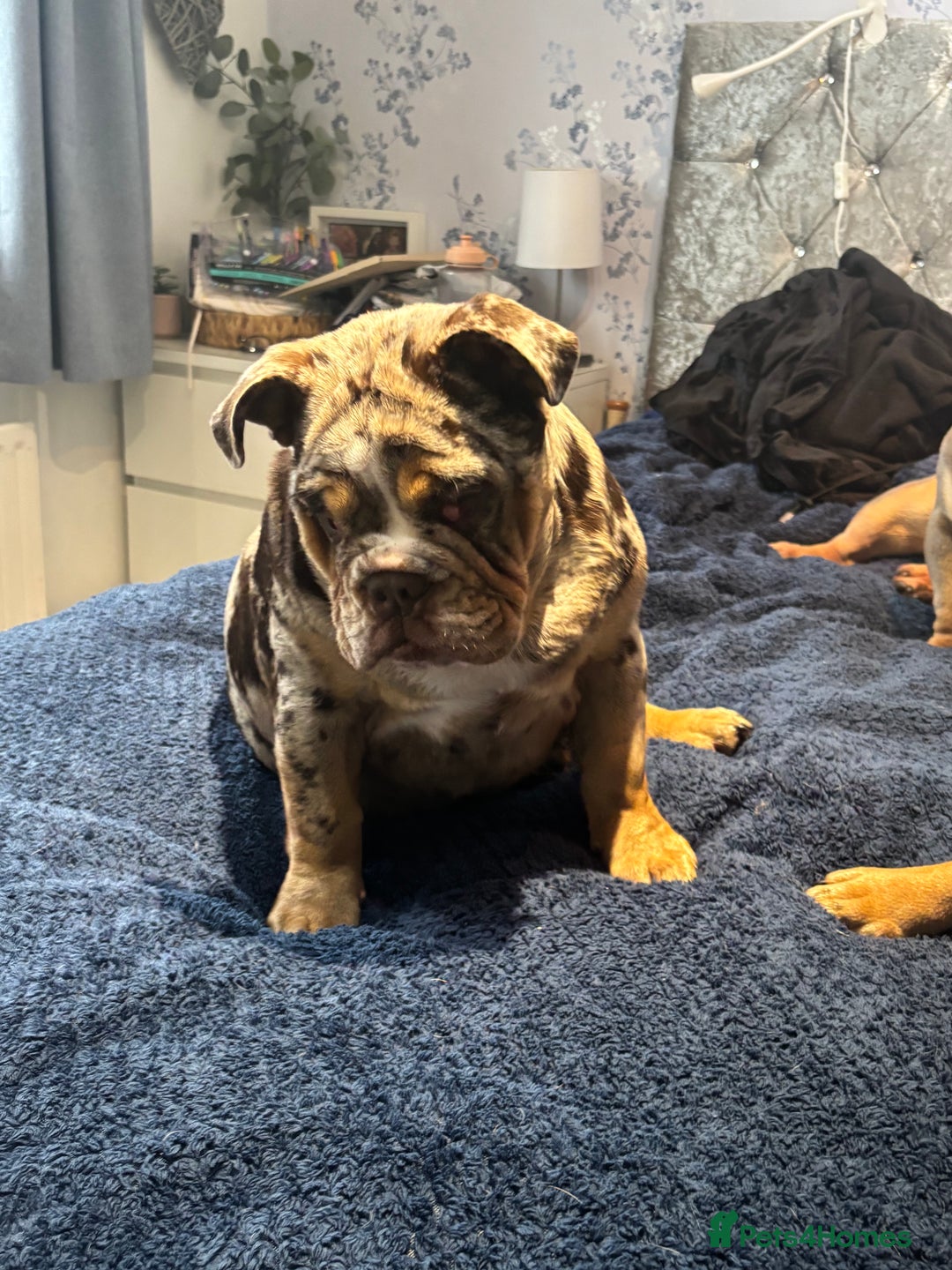 English Bulldog dogs for sale: British Bulldog Female  - Image 3