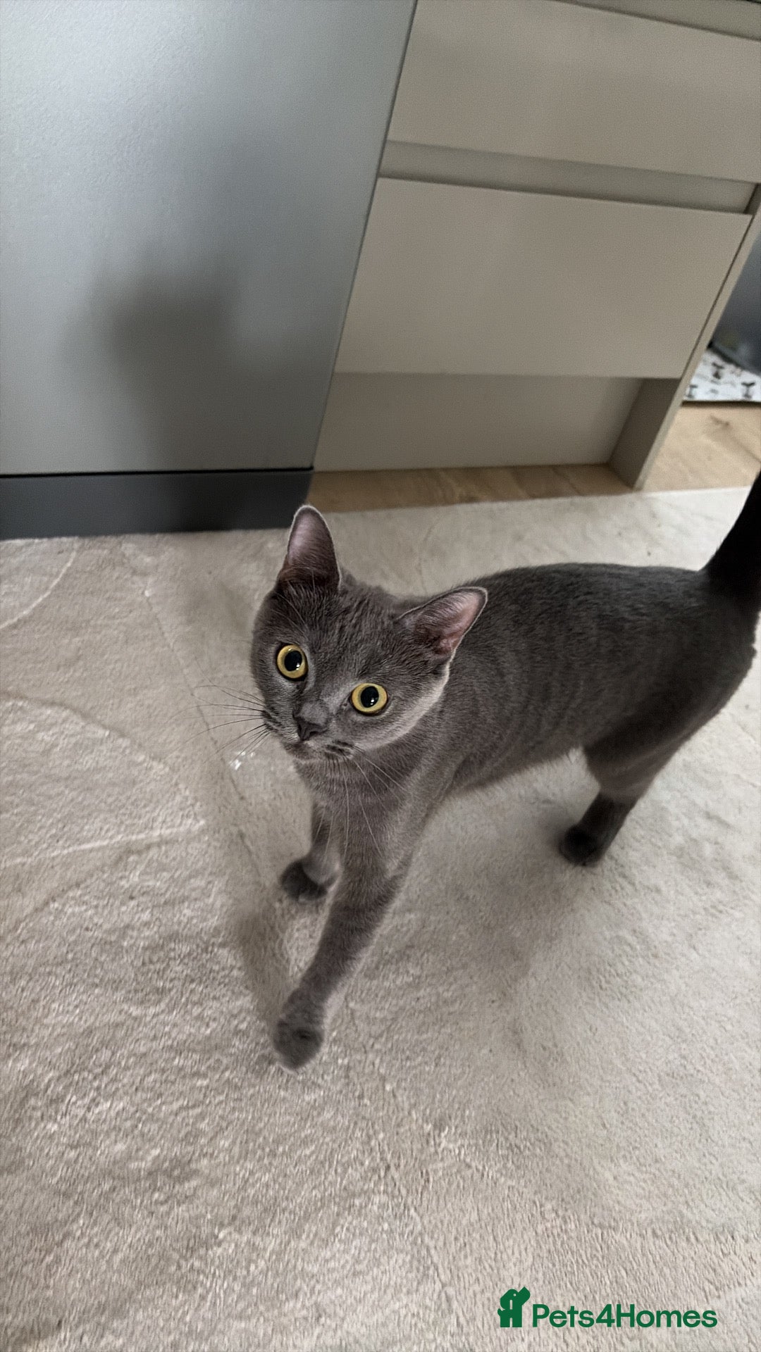British Shorthair cats British shorthair x Russian blue kittens - Advert 14