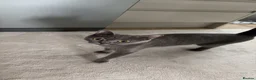 British Shorthair cats for sale: British shorthair x Russian blue kittens in Poole - Advert 1