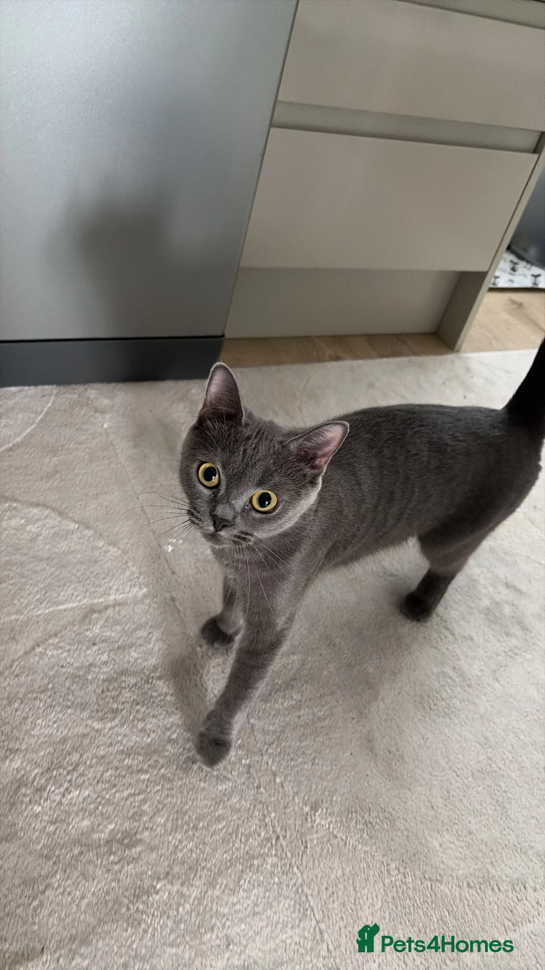 British Shorthair cats for sale: British shorthair x Russian blue kittens in Poole - Advert 1