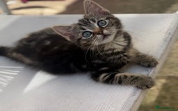 Siamese cats for sale: Siamese x kittens ***ready now ***reduced  - Image 5