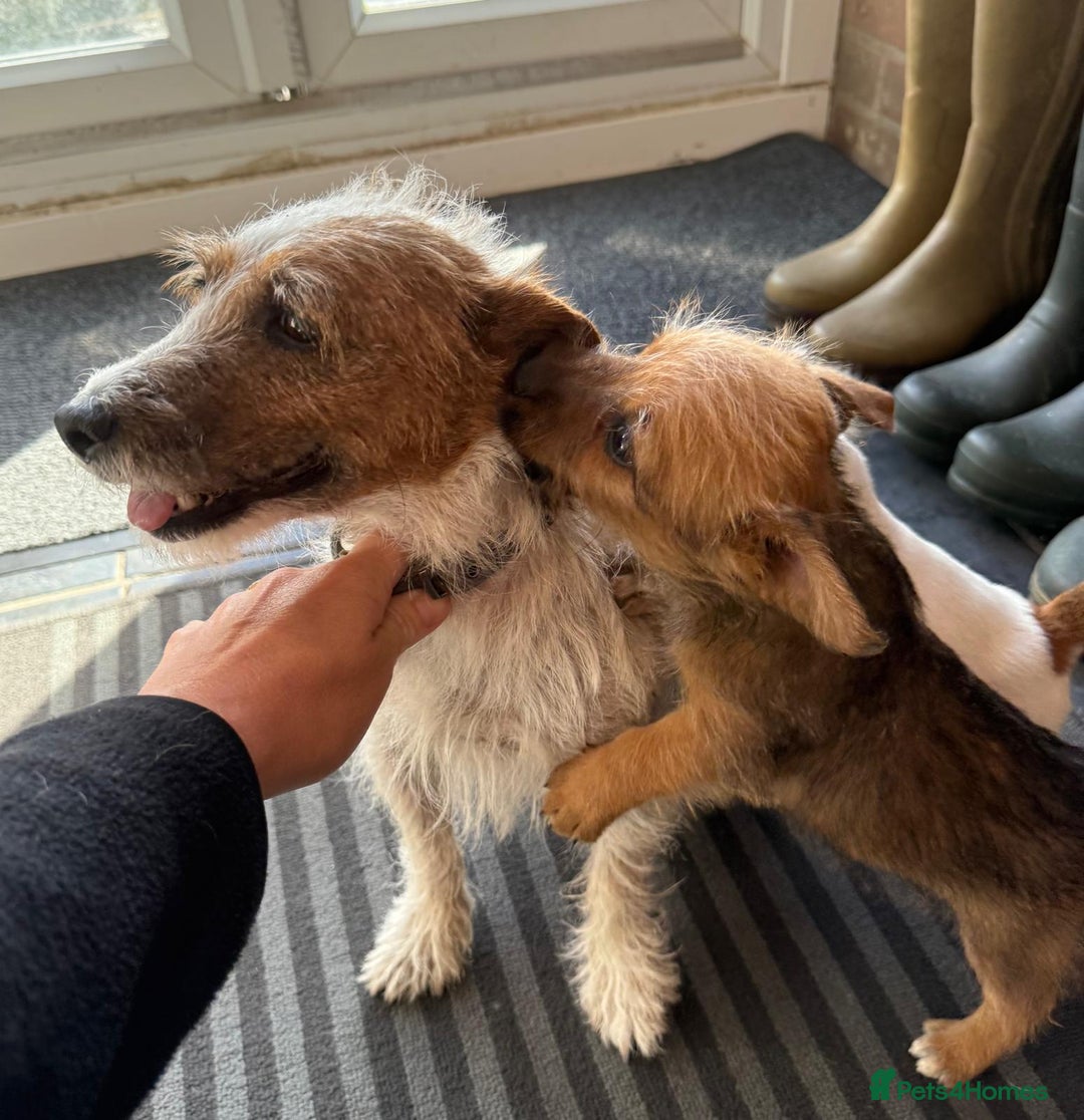 Jack Russell dogs for sale: Jack Russell pups - Image 6