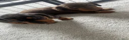 Miniature Dachshund dogs for sale: Minature Dachshund  - Advert 6