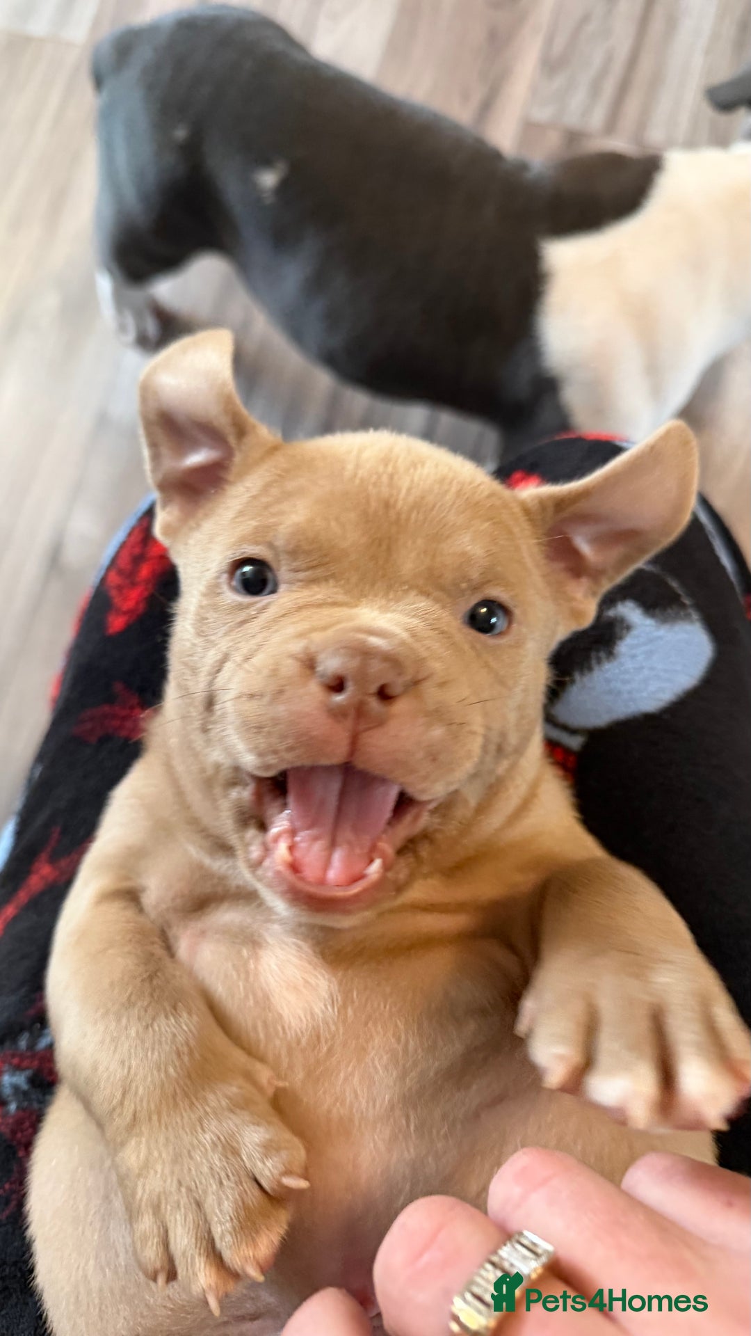 American Bully dogs for sale: American pocket bully 11weeks old  - Advert 2