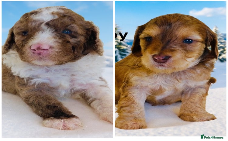 Cockapoo dogs DNA TESTED, Last 2 Boys, Ready 25th November ❤️ - Advert 1