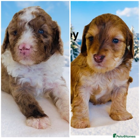 Cockapoo dogs DNA TESTED, Last 2 Boys, Ready 25th November ❤️ - Advert 1