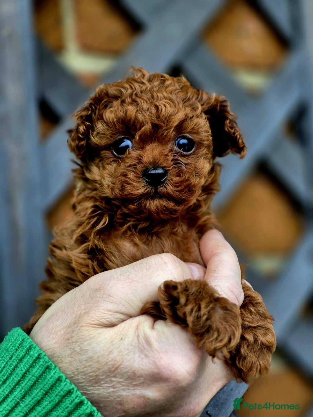 Toy Poodle dogs for stud: Amazing Red Asian Poodle FOR STUD ONLY - Image 4