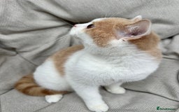 British Shorthair cats for sale: British Shorthair Chunky kittens - Image 35