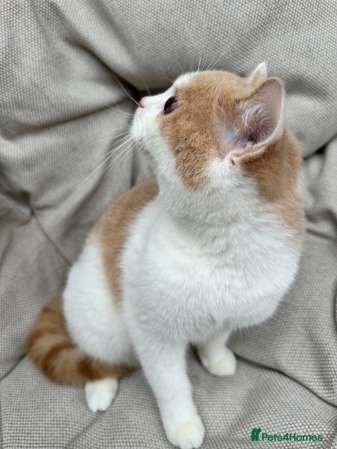 British Shorthair cats for sale: British Shorthair Chunky kittens - Image 35