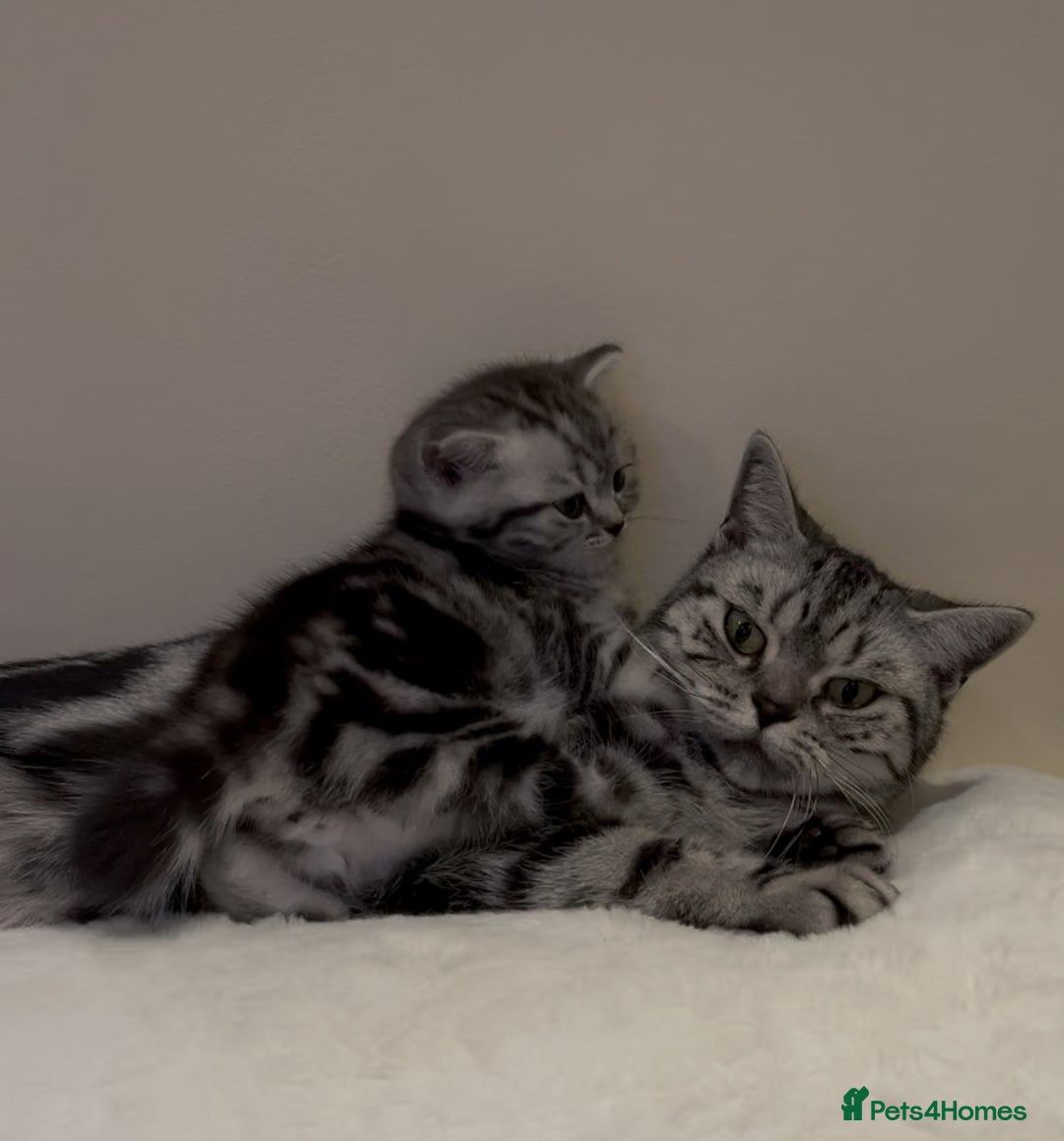 Scottish Fold cats for sale: Duke ( silver tabby Scottish straight)  - Advert 2