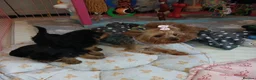 Yorkshire Terrier dogs for sale: Fearless Spirit, Affectionate Heart — Yorkies  in Sunderland - Advert 4