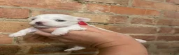 Maltese dogs for sale: Last Beautiful KC Registered Maltese Girl - Advert 23