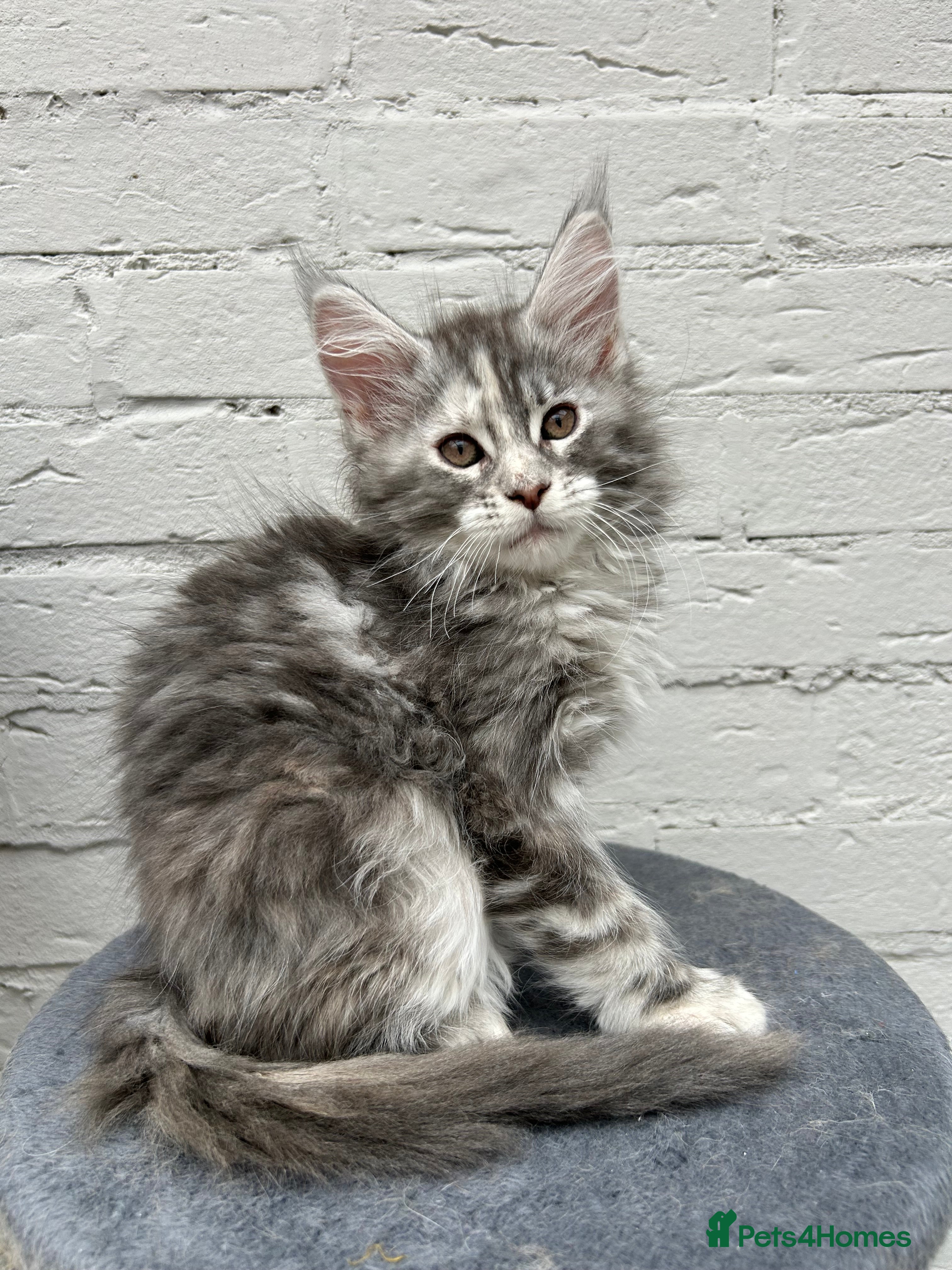 Maine Coon cats TICA reg Pedigree Maine Coon Kittens  - Advert 4