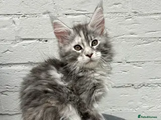 Maine Coon cats TICA reg Pedigree Maine Coon Kittens - Advert 4
