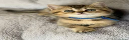 British Shorthair cats for sale: ✨3 CHUNKY BSH TICA REG BOYS✨ - Advert 10