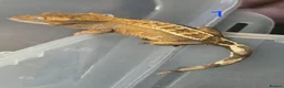 Gecko reptiles for sale: 💞 5 crested gecko babies🤩 for sale prices vary. - Advert 27