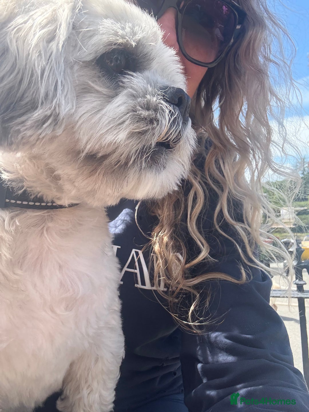 Lhasa Apso dogs for stud: ❤️JORGIE,LHASA APSO STUD❤️ - Advert 5