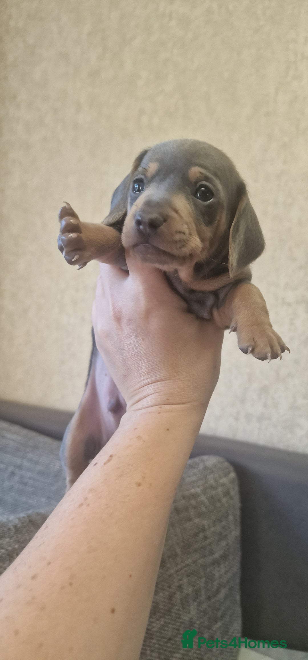 Dachshund dogs for sale: 2 girls and 1 boy miniature dachshund puppies  - Image 3