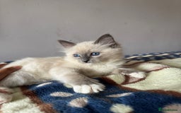Ragdoll cats for sale: I've got some adorable Ragdoll kittens 😻🥰🐾 - Image 3