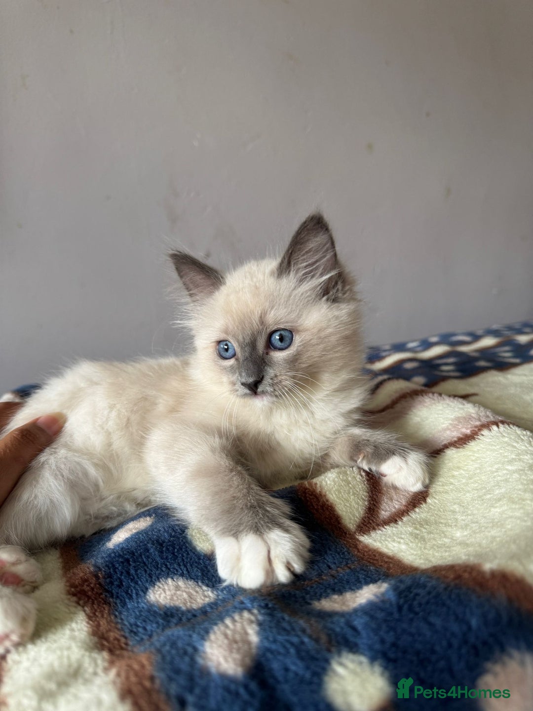 Ragdoll cats for sale: I've got some adorable Ragdoll kittens 😻🥰🐾 - Image 3
