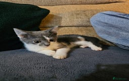 Mixed Breed cats for sale: Adorable kittens looking for their forever homes  - Image 5