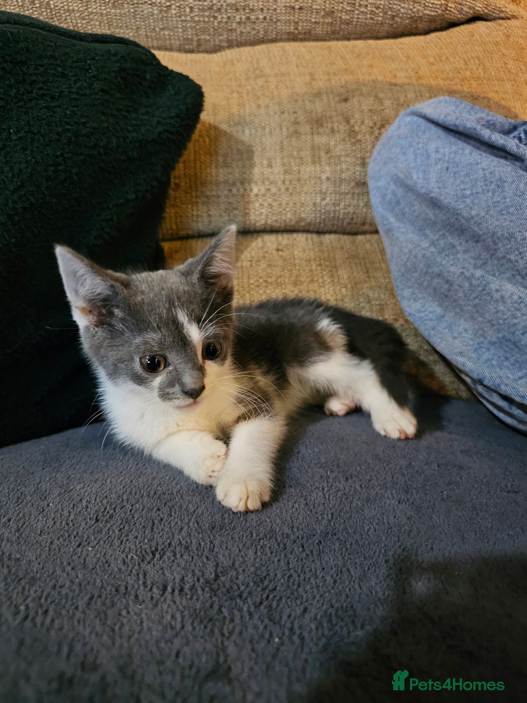 Mixed Breed cats for sale: Adorable kittens looking for their forever homes  - Image 5