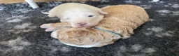 Australian Labradoodle dogs for sale: Australian Labradoodle Puppies for sale - Advert 9