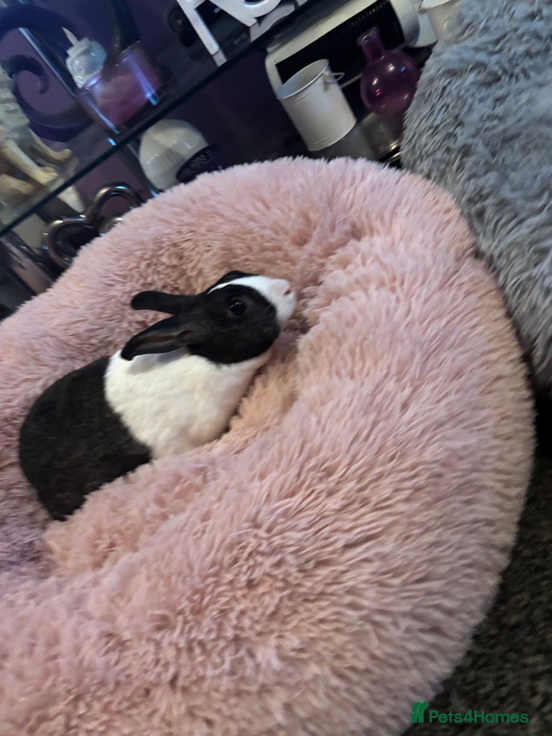 Mini Lop rabbits for sale: Lola&niglet  - Advert 2