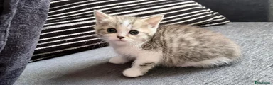 Persian Kitten 2