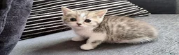 Persian cats for sale: PERSIAN CHINCHILLAS X - Advert 11