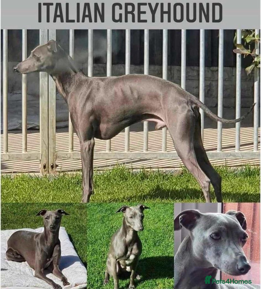 Greyhound Breeders Italian Greyhounds For Adoption Near Me
