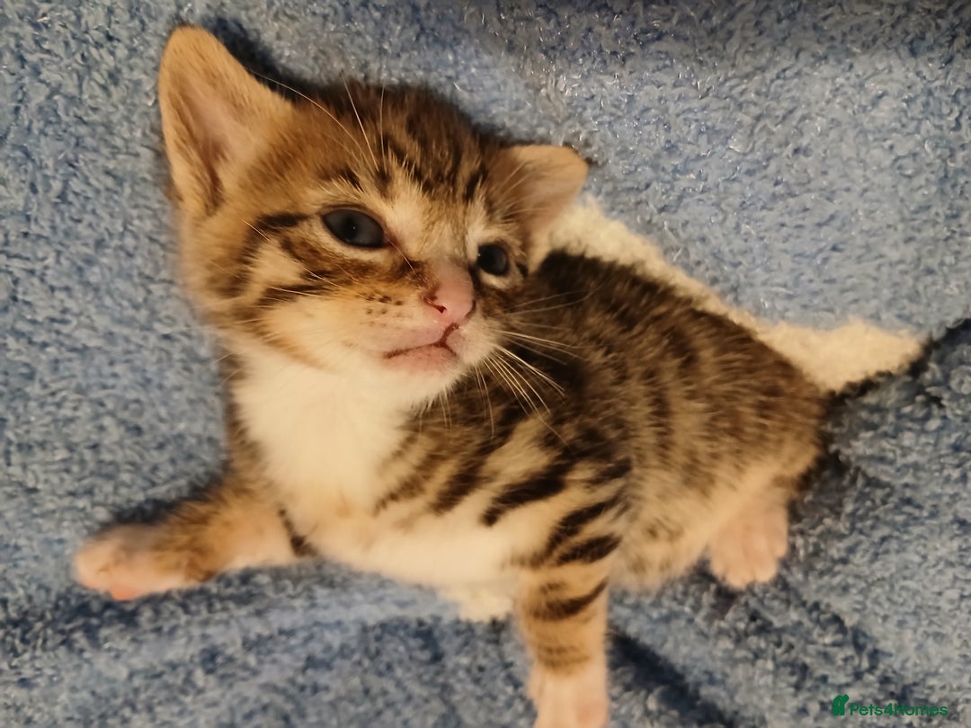 British Shorthair cats for sale: Kittens for sale x4 - Image 1