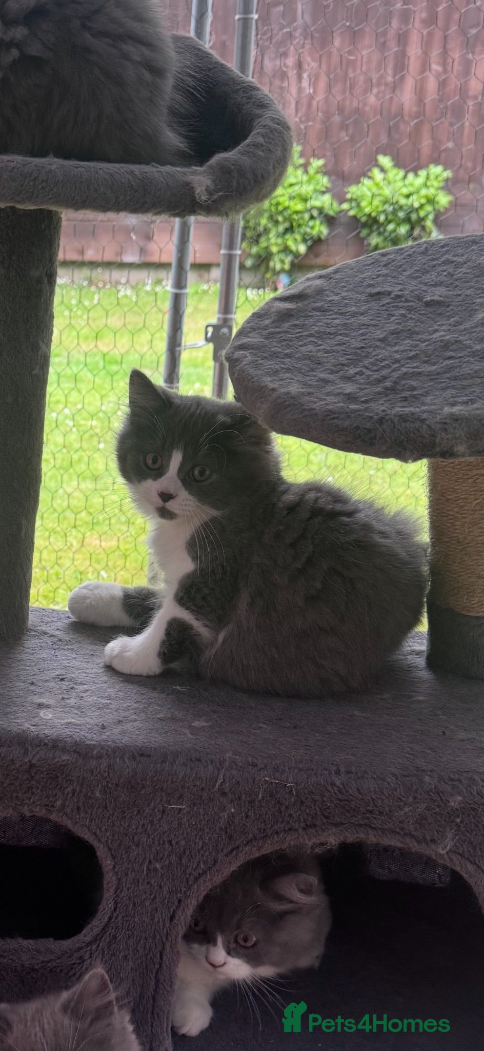 British Longhair cats 🩵Last male left. Now reduced  - Advert 1