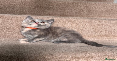 British Shorthair cats - Advert 5