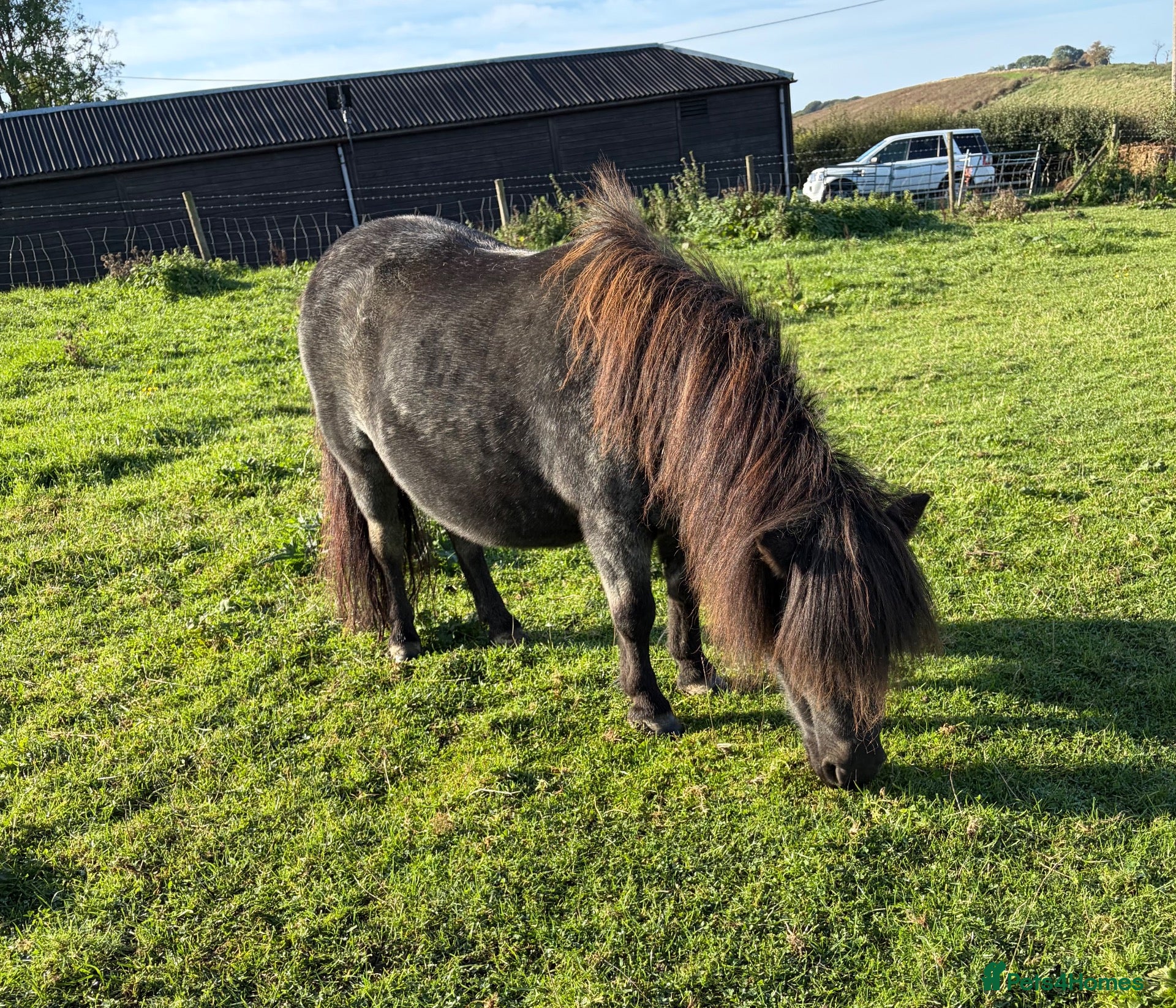 Shetland pony horses CASTLETHORPE EXOTIC DOTTY - Advert 3