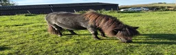 Shetland pony horses for sale: CASTLETHORPE EXOTIC DOTTY - Advert 1