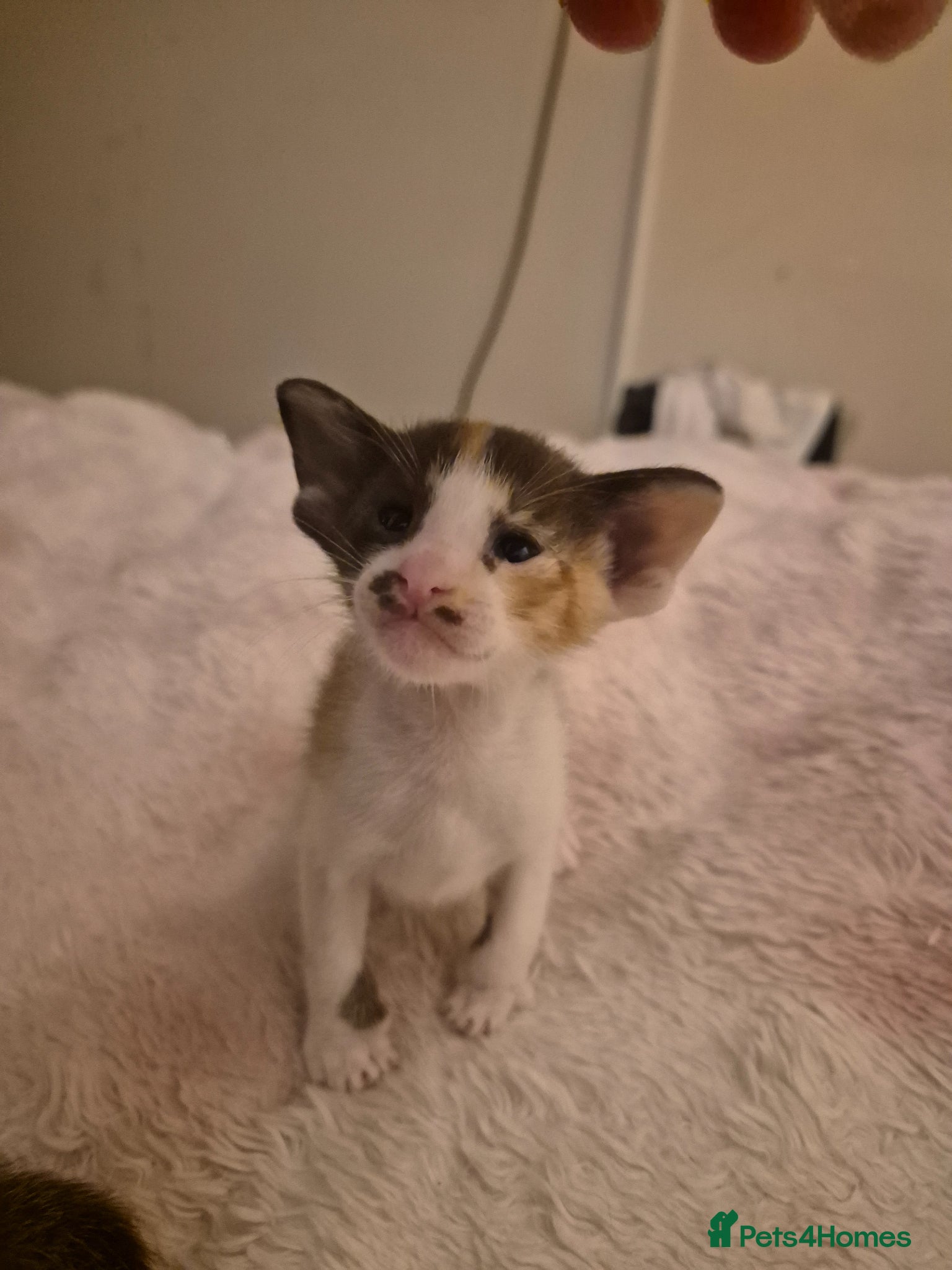 Oriental cats Pedigree Oriental kittens  - Advert 13