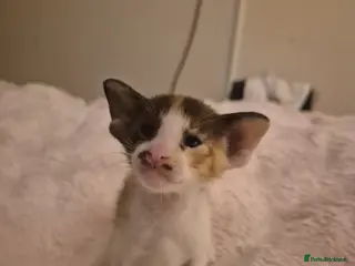 Oriental cats Pedigree Oriental kittens - Advert 13