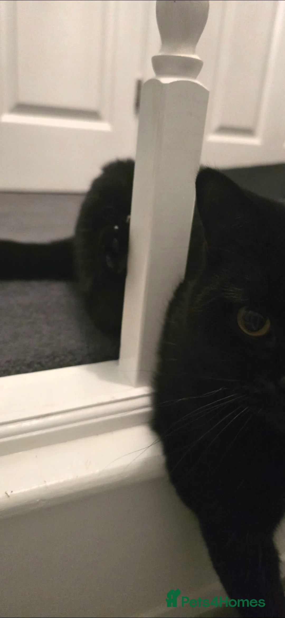 British Shorthair cats for sale: Black British short hair kitten - Advert 3