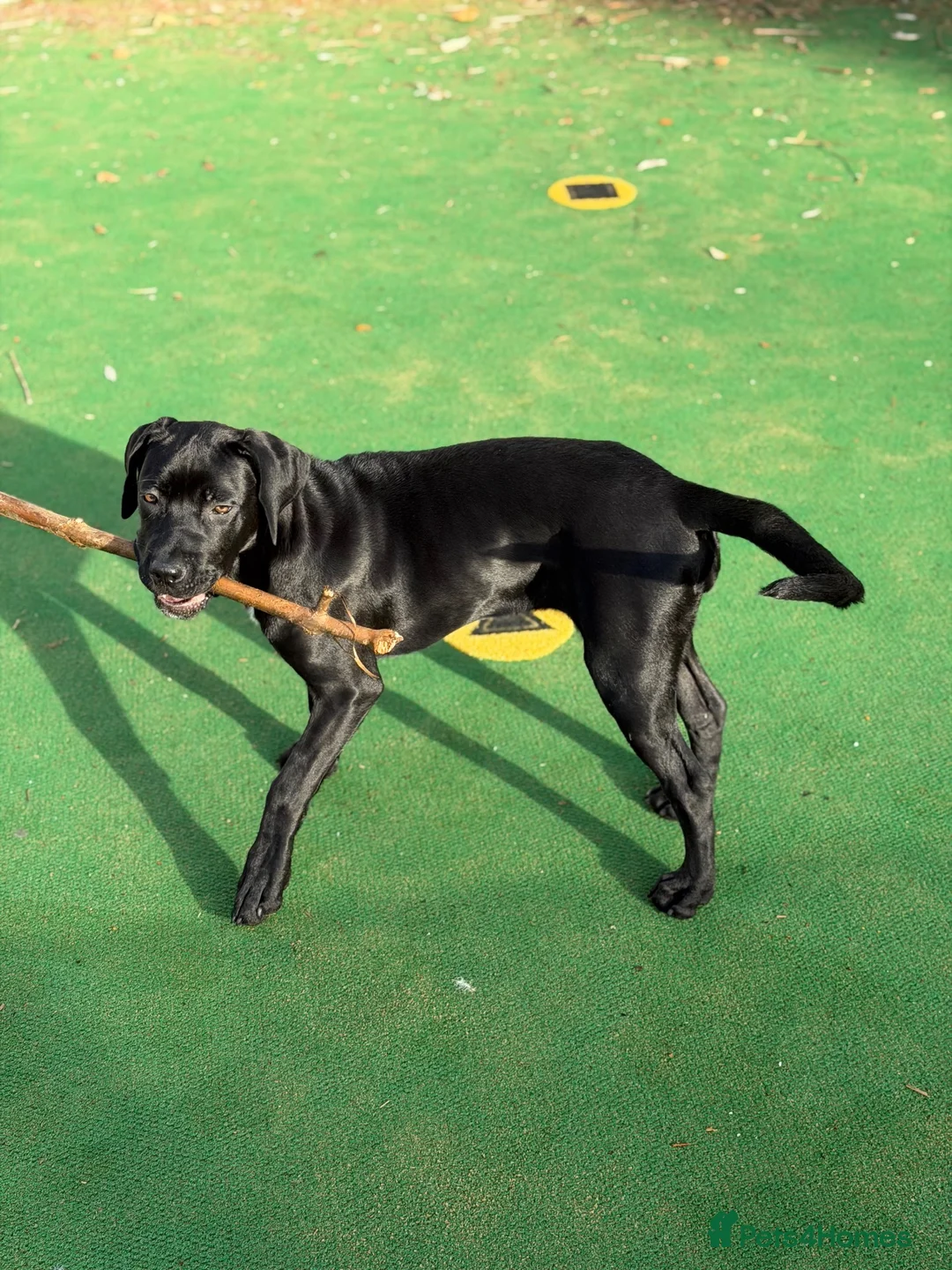 Cane Corso dogs for sale: Loving home needed  - Advert 1
