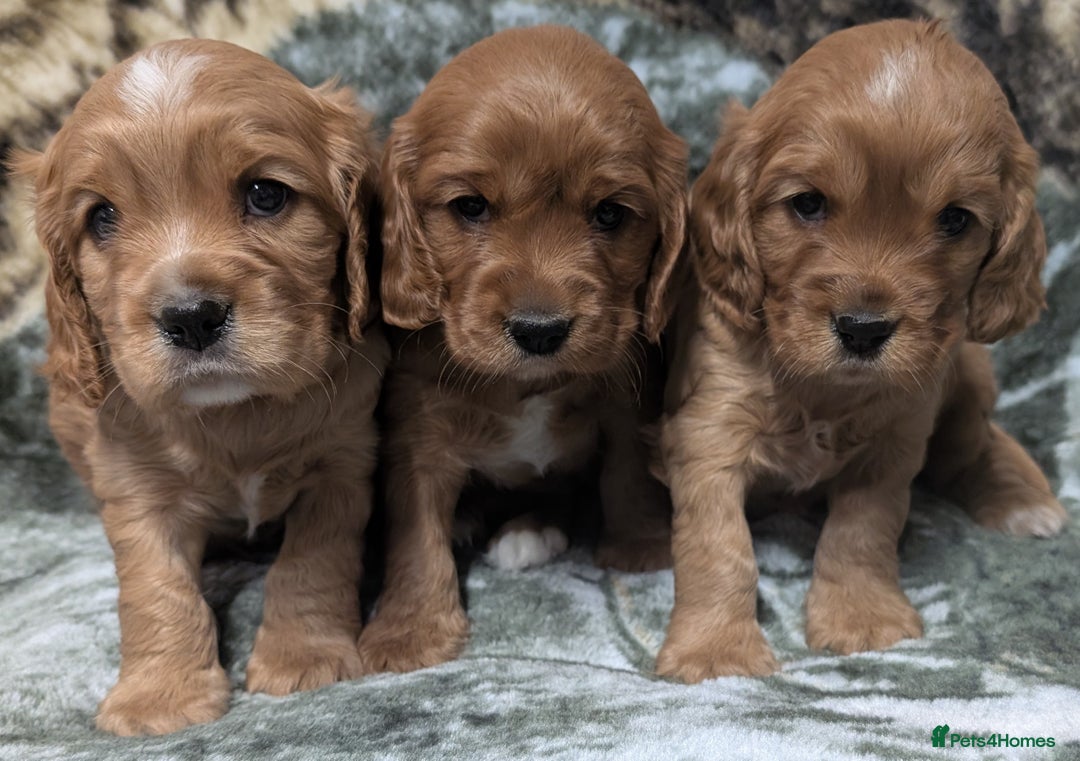 Cockalier dogs for sale: Stunning Health Tested Cockalier Puppies - Image 1
