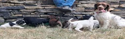Sprocker dogs for sale: SPROCKER (ENGLISH SPRINGER X COCKER SPANIEL) PUPS - Advert 3