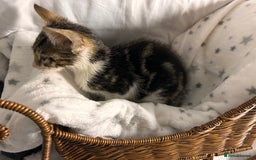 Bengal cats for sale: Bengal kittens ready now - Image 21