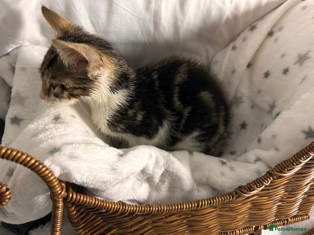 Bengal cats for sale: Bengal kittens ready now - Image 21