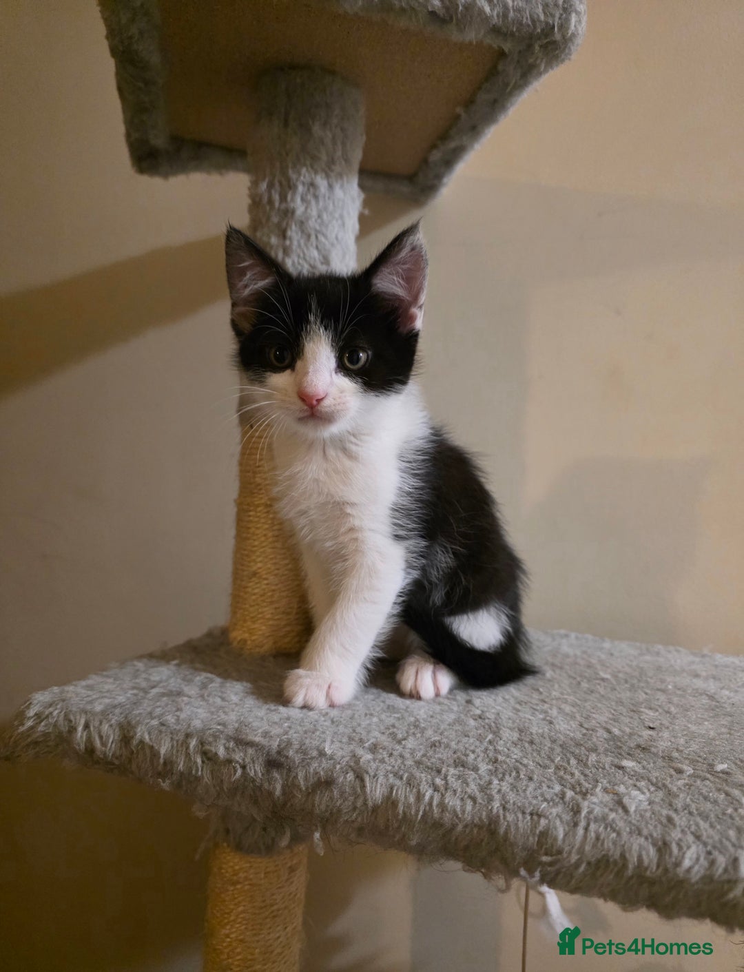 Mixed Breed cats for sale: Adorable longhair and short hair  - Advert 22