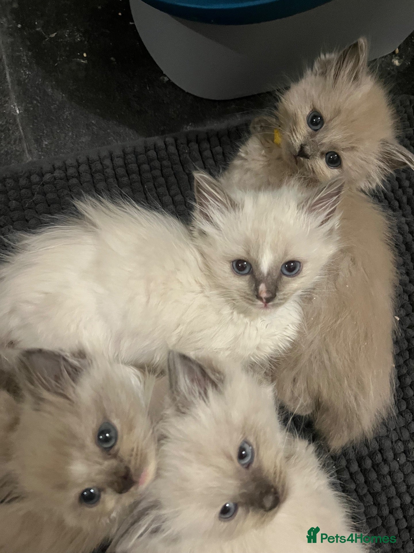 Ragdoll cats 1 male ragdoll kitten left  - Advert 19