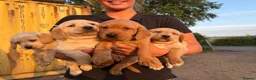 Cockerdor dogs for sale: Friendly Cockerdor pups🧡 in Preston - Advert 8