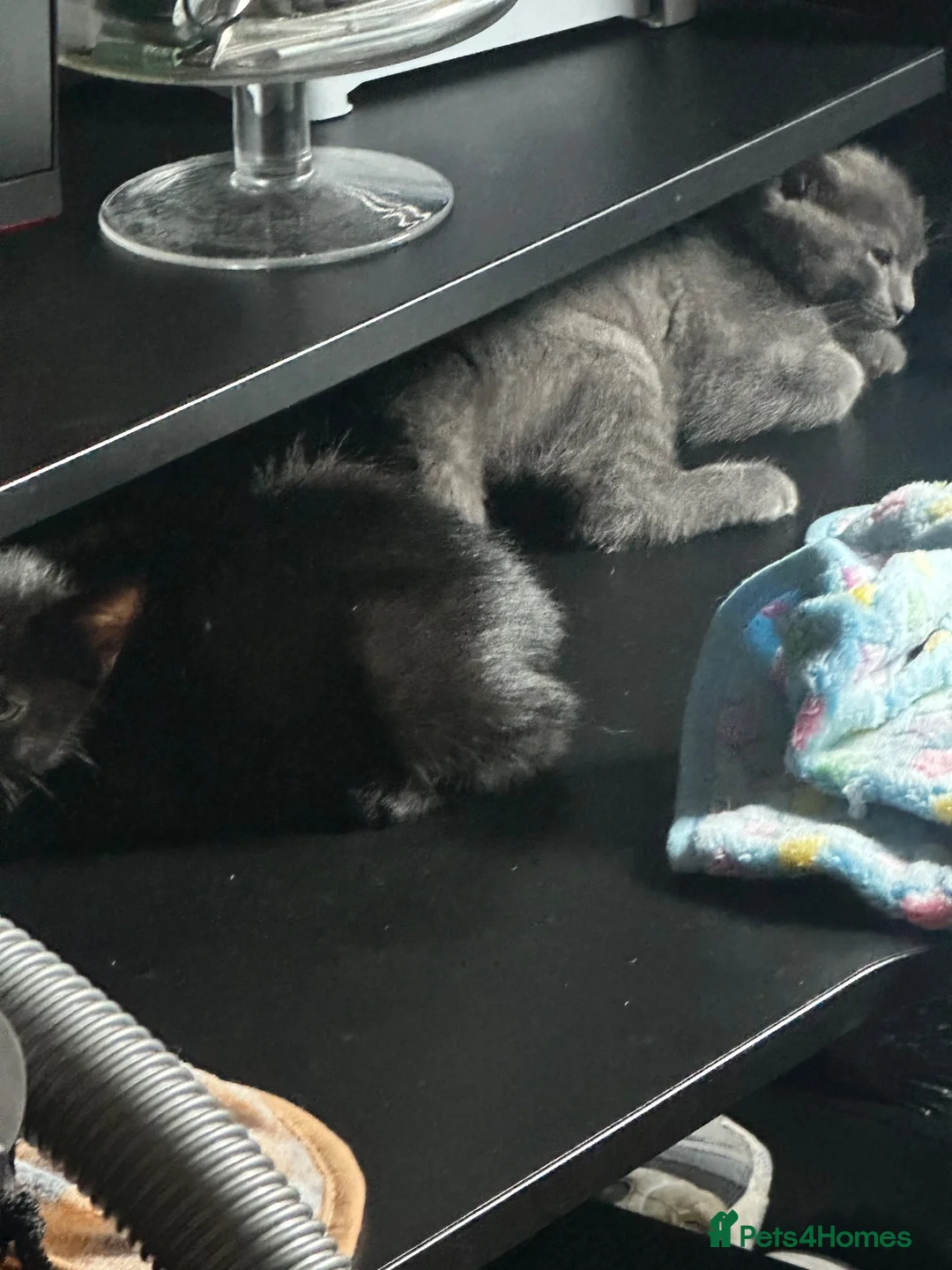 Mixed Breed cats for sale: Four half Russian blue kittens - Advert 13